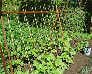 A-frame vegetable trellis made with canes