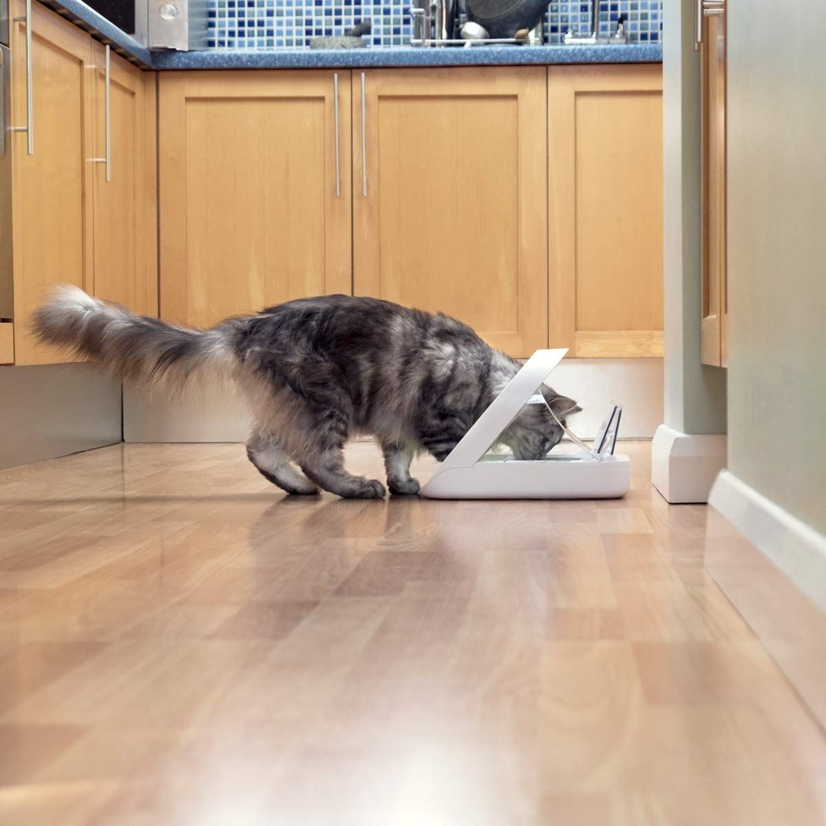 Best Automatic Feeders for Cats | theradar