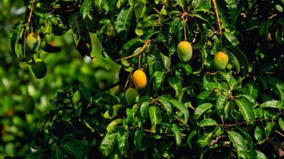 mango tree with yellow mangoes