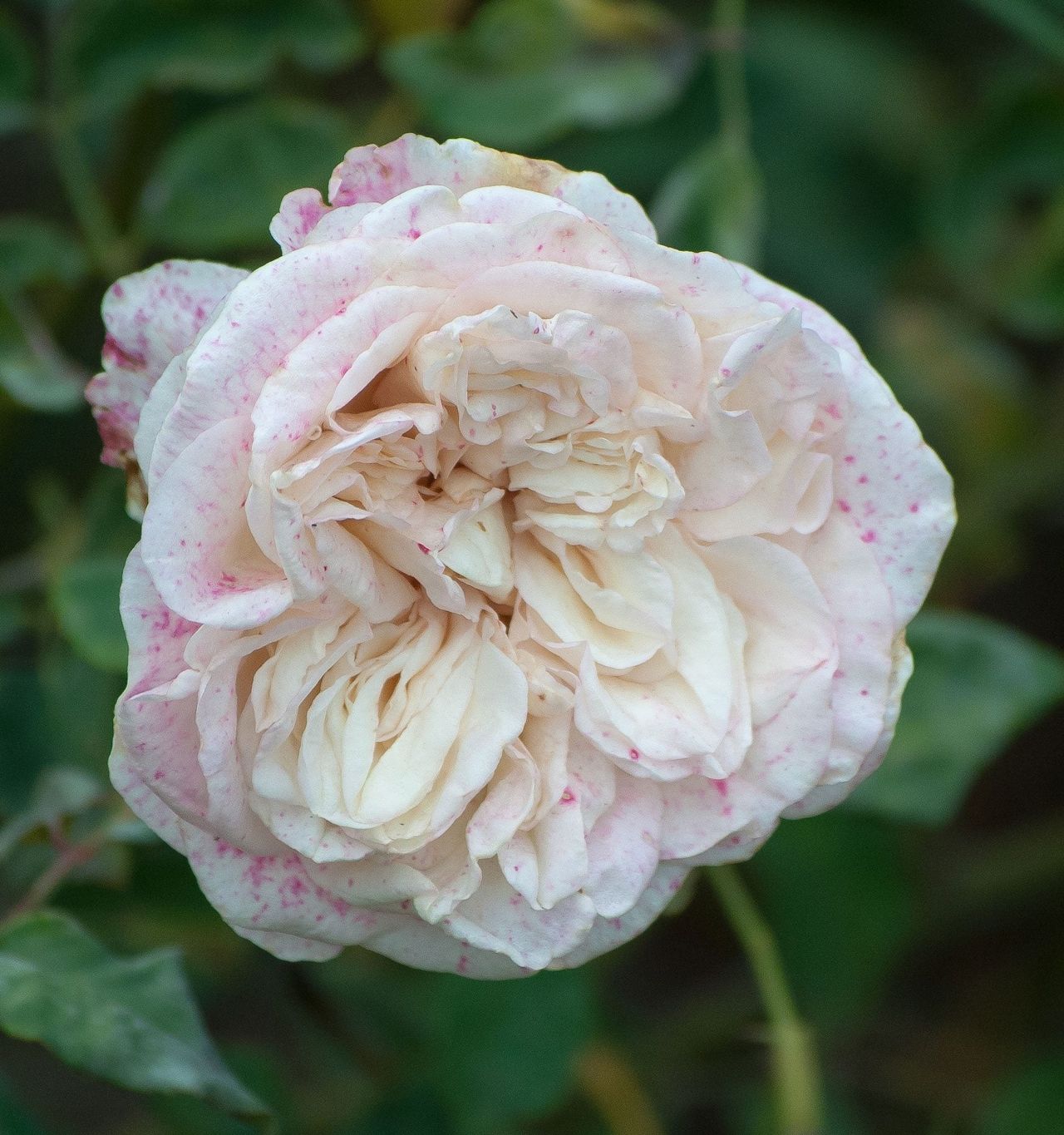 Botrytis Blight Fungus On A White Rose