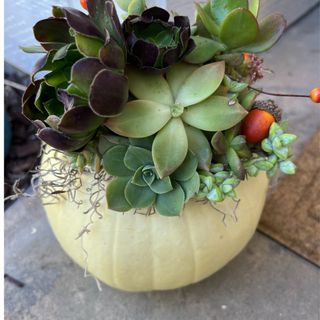 a white pumpkin with succulent leaves and moss glued on top