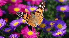 Fruit salad for butterflies