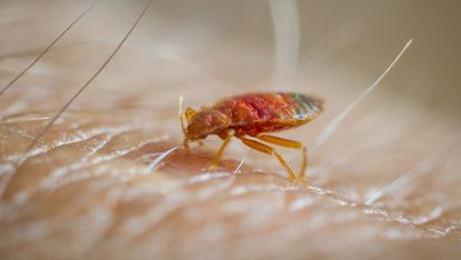 Bed bug feeding on human skin