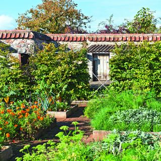 A growing vegetable garden