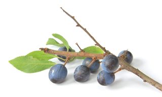 E9NAYR Sloes - Fruits of blackthorn. Image shot 01/2014. Exact date unknown.