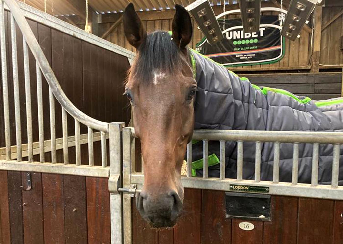 Horses to follow: Dan Skelton's Protektorat
