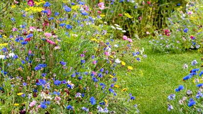 Wildflower garden with lawn path