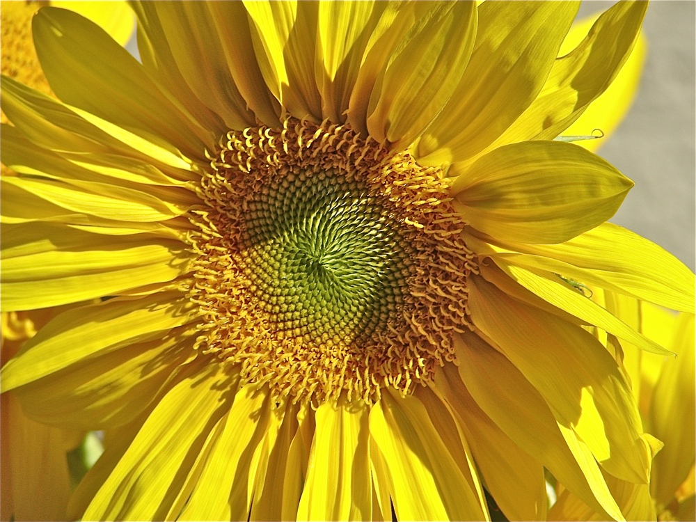 Sunflower Photos | Types of Sunflowers | Live Science