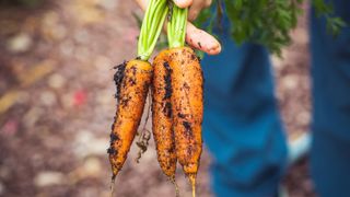 Superfoods: fresh carrots