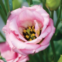 Misty Pink Lisianthus | $29.95 at Burpee