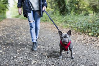 Young woman walking a French bulldog in nature