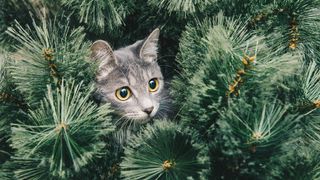 A grey cat hidden amongst the branches in a Christmas tree