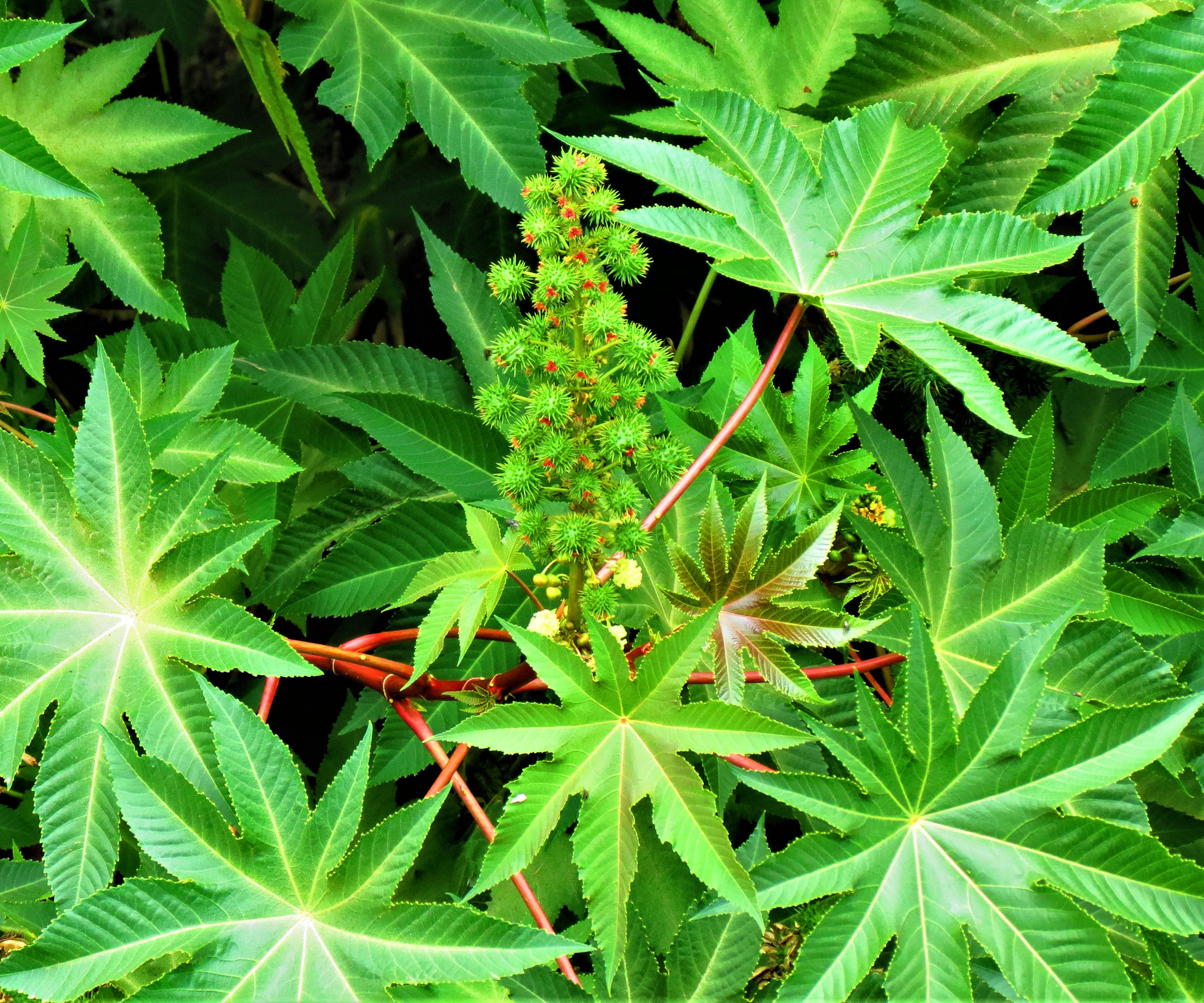 leaves and seed pods of the castor oil plant