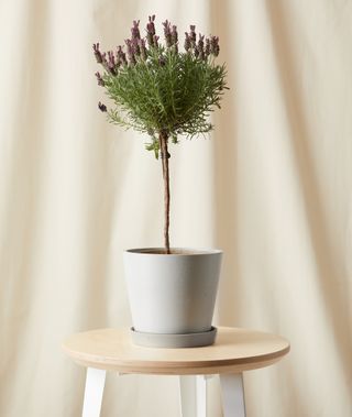 A lavender plant in a pot