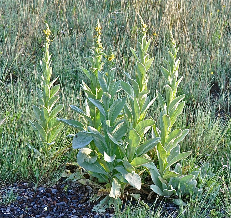 Common Mullein: Stunning Photos of the 'Flannel Leaf' Plant | Live Science