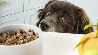 A dog looking up at a bowl of dog food