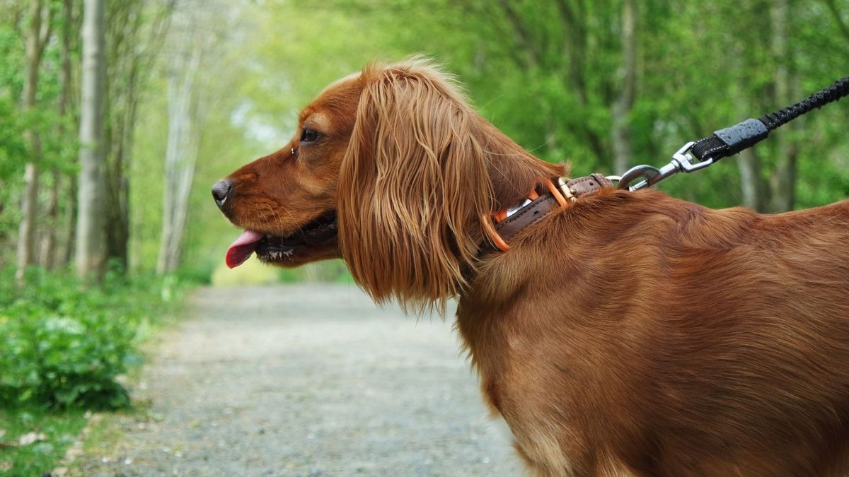 32 things to love about Cocker Spaniels | PetsRadar