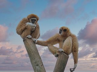 GuruShots - Animal Kingdom