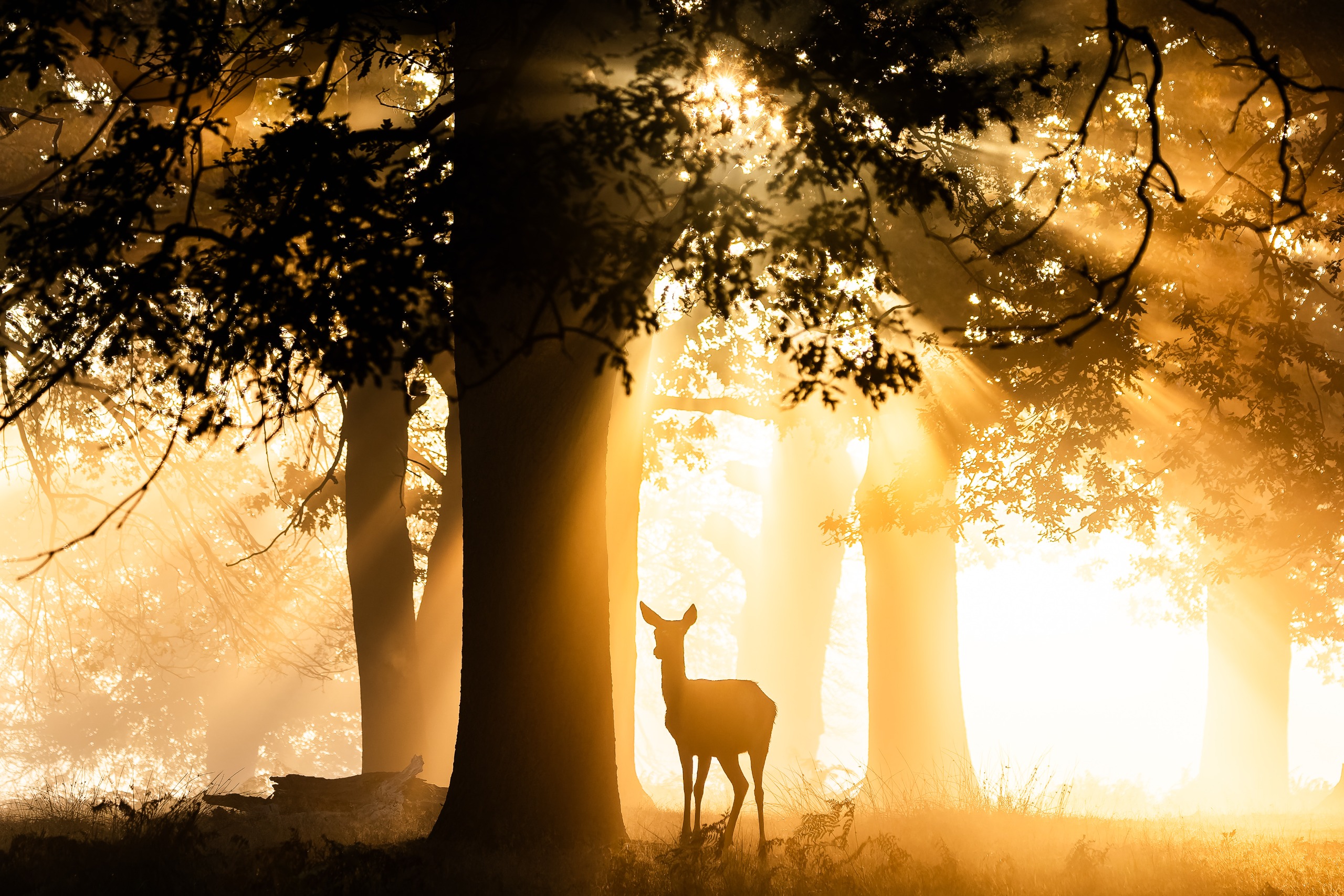 Red stag deer photographed in the fog at sunrise