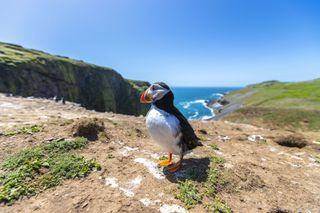 Puffin portraiture