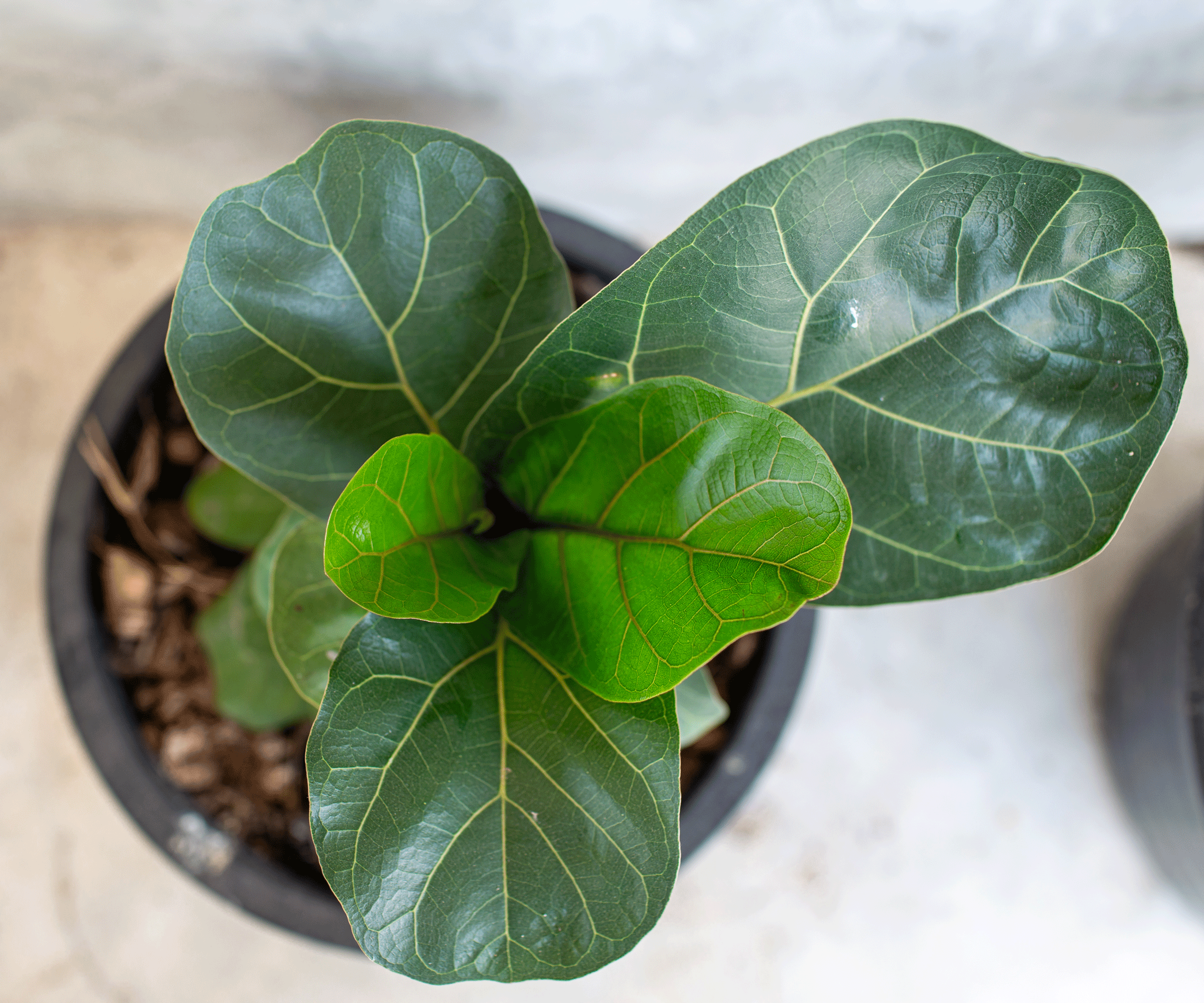 fiddle leaf fig plant