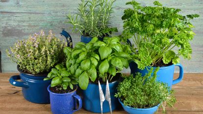 Different best herbs to grow indoors in old bowls and cups, parsley, rosemary, basil, thyme, garden cress 