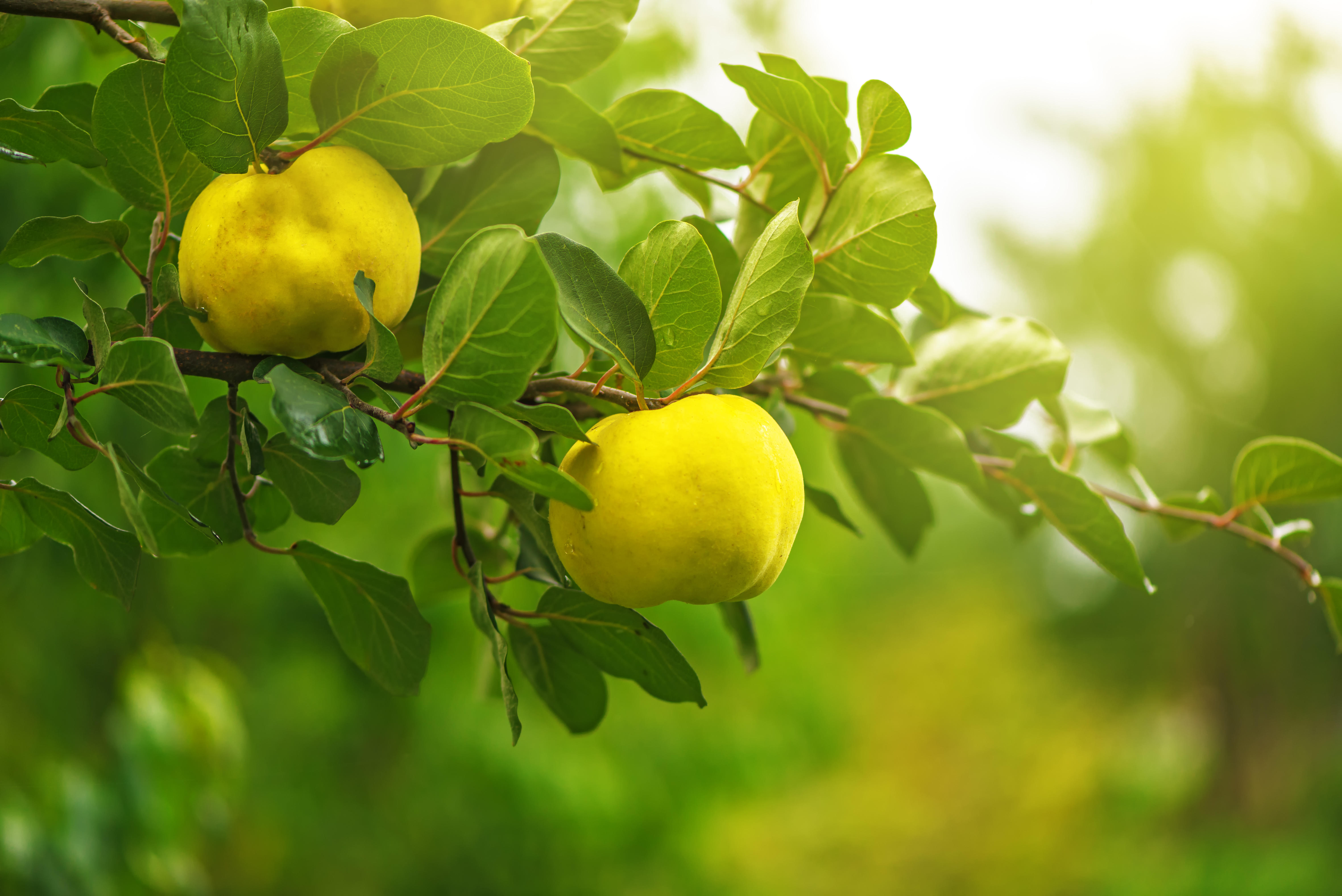 Quince on the branch in organic fruit orchard, selective focus