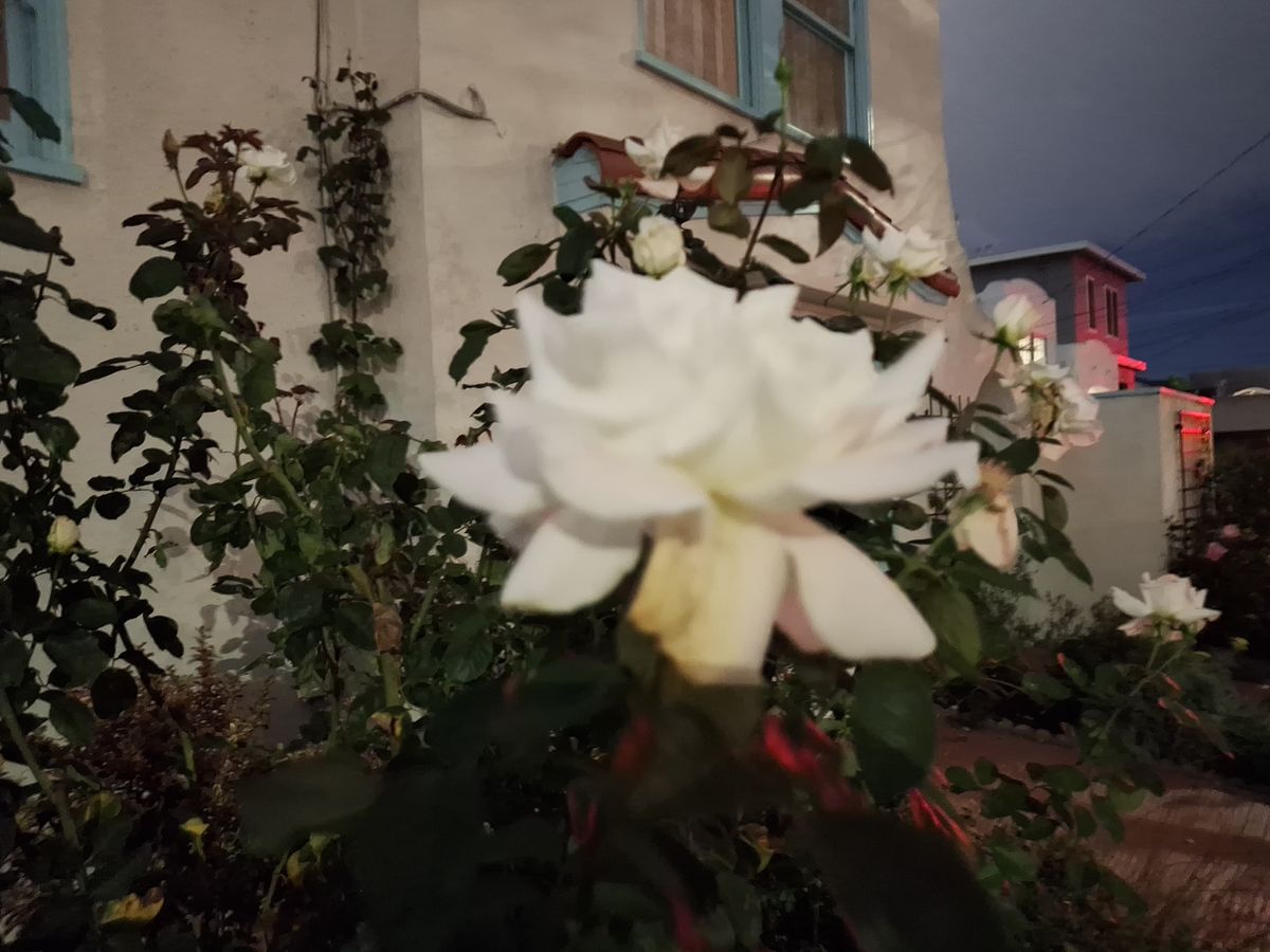 a rose shot at night by the Galaxy A35