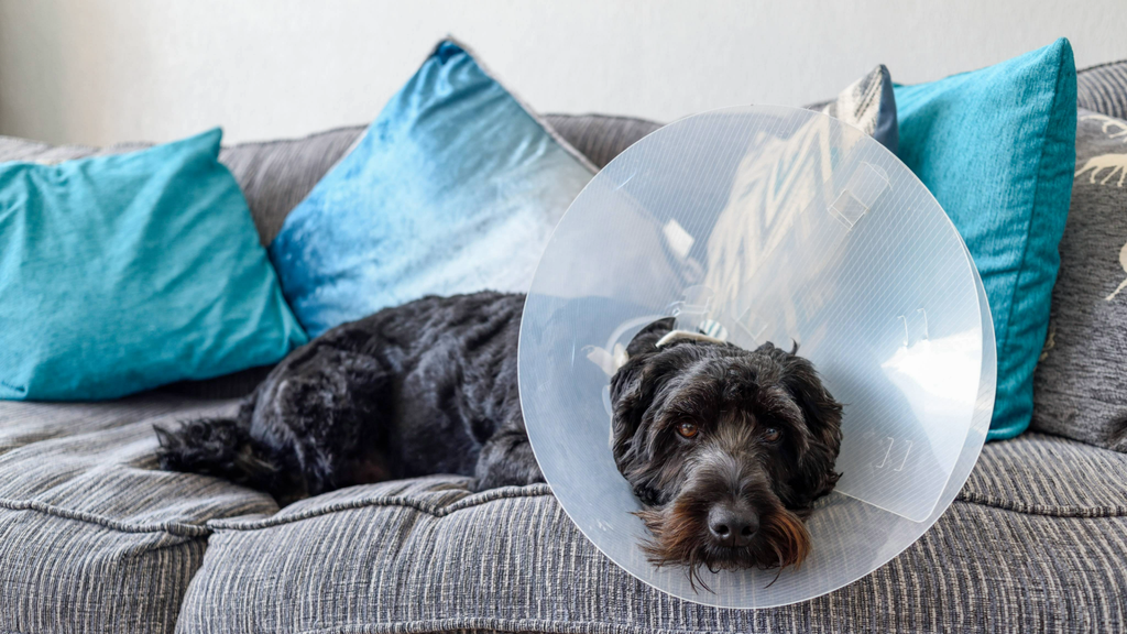 Cavapoo vs Cockapoo: An expert compares these two breeds | PetsRadar