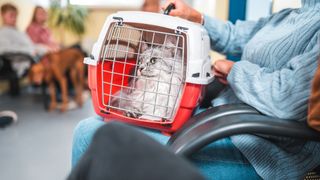 a long-haired cat sits in a carrier at a vet office