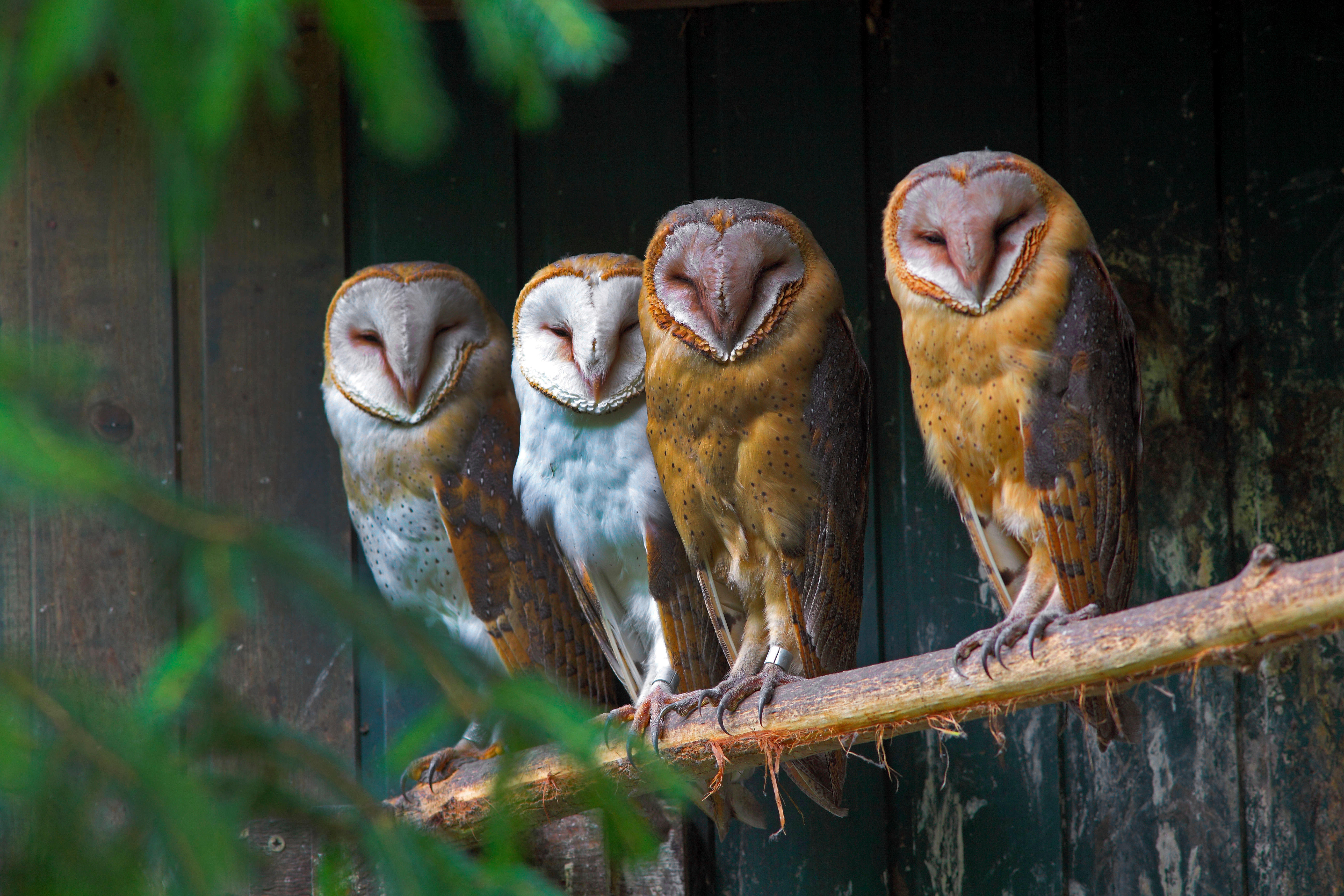 Four barn owls standing on a branch, looking at the camera