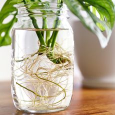 Roots growing from a houseplant cutting in a jar of water