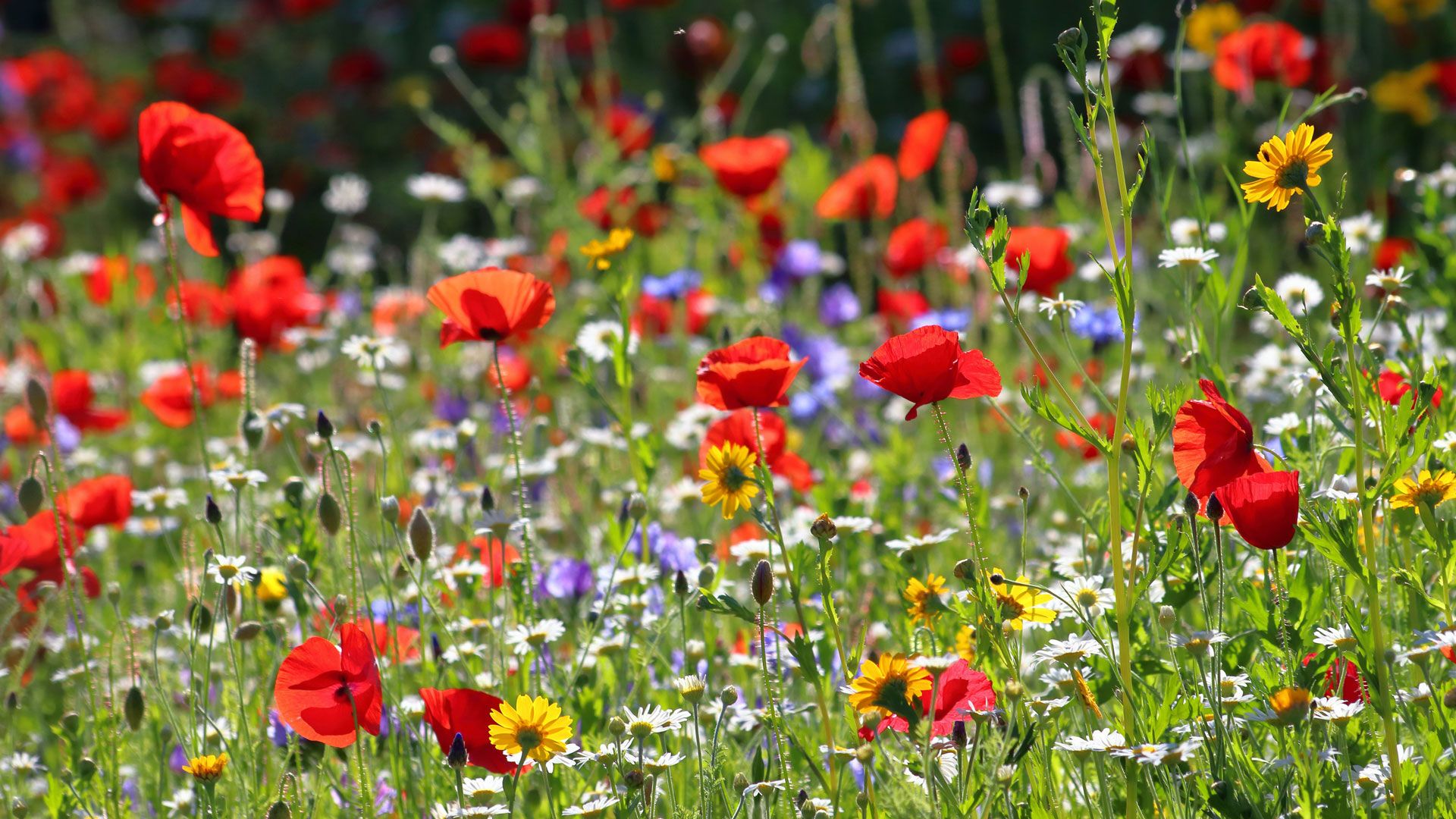 Wildflower meadow planting