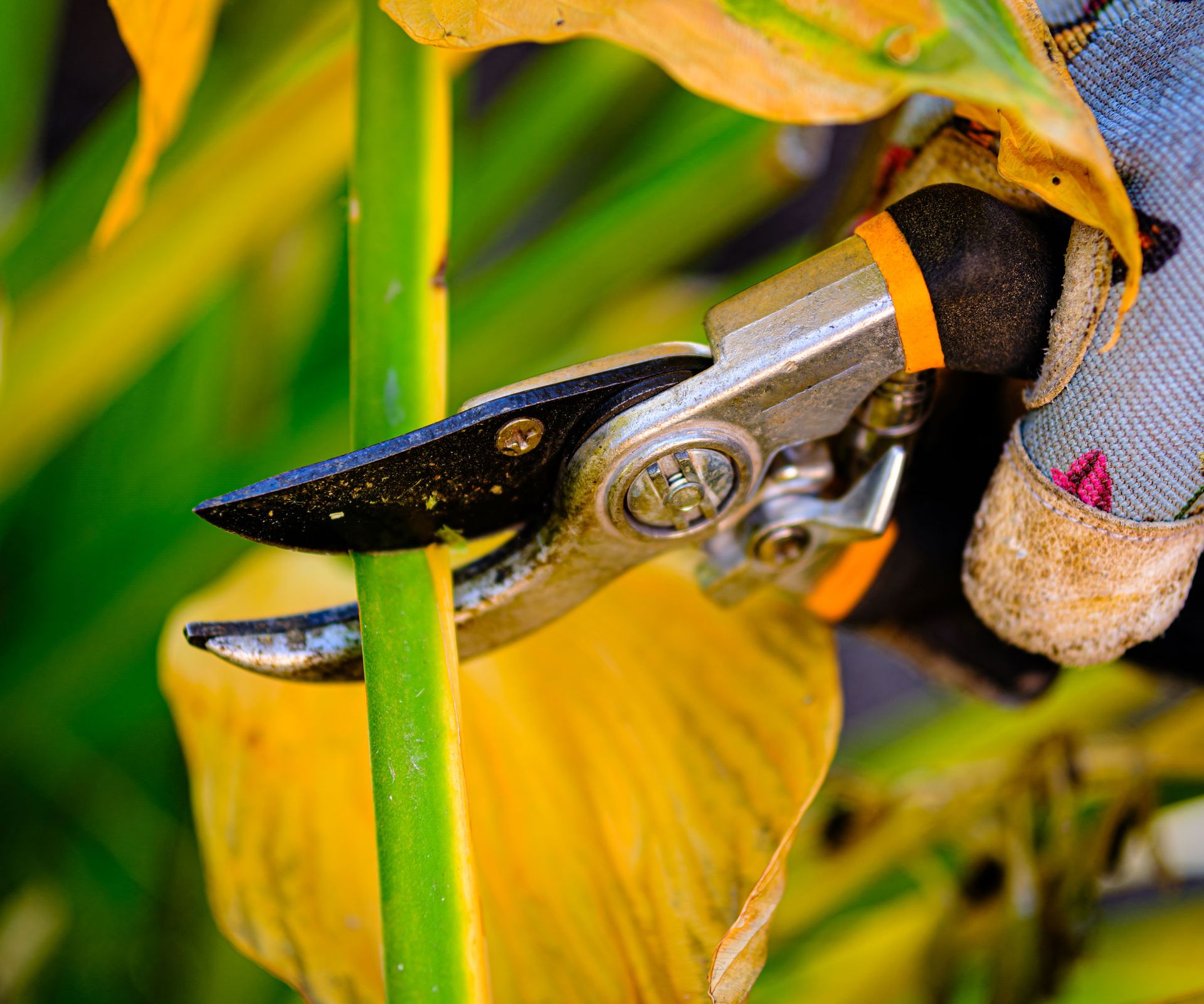 hosta plant with yellow leaves being cut back