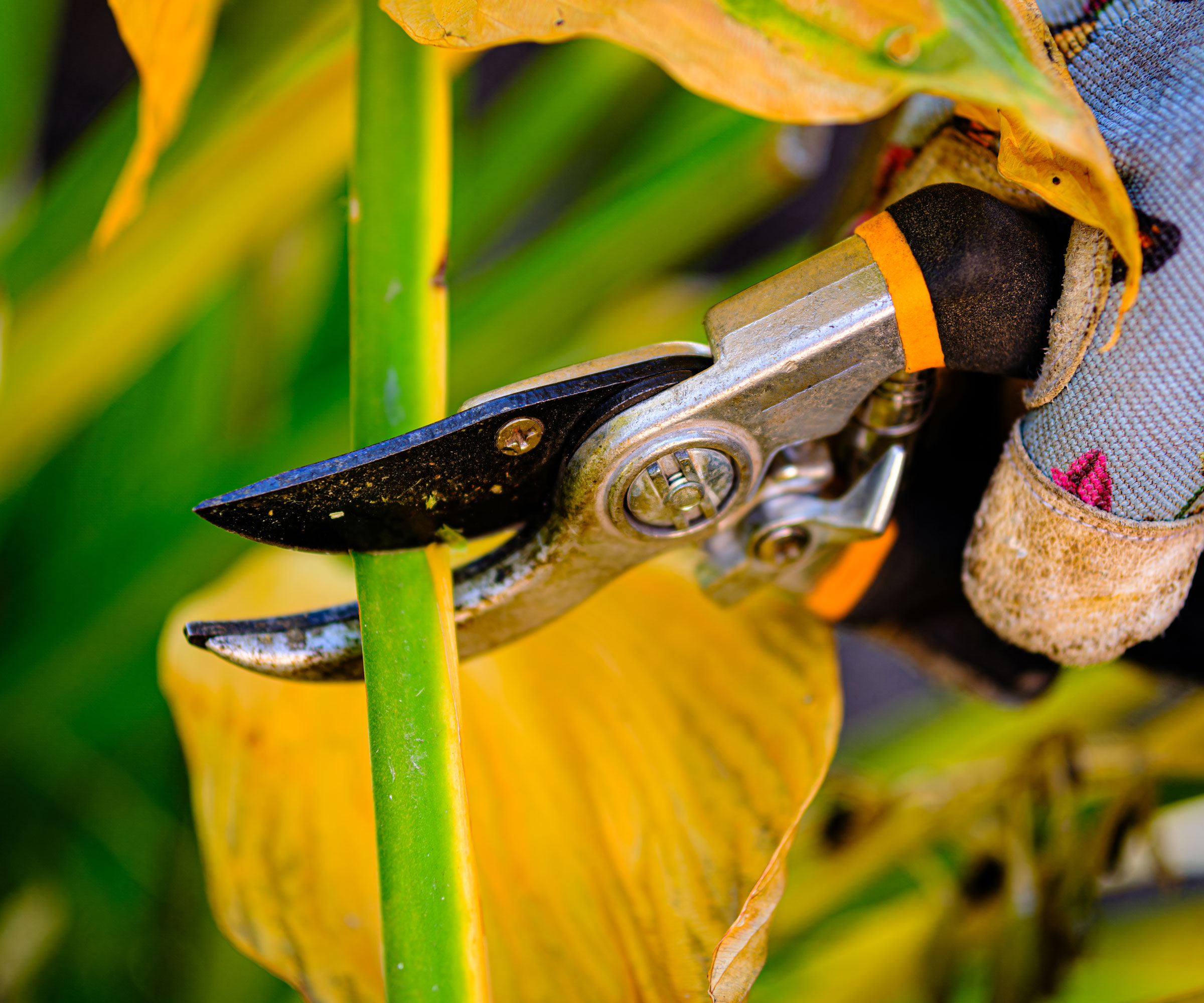 hosta plant with yellow leaves being cut back