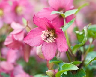 woodland plants woodland plants Helleborus Walberton’s Rosemary