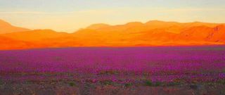 An explosion of color as desert blooms cover the hillsides in the Atacama desert.