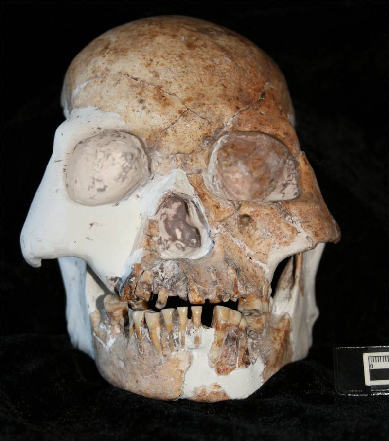 A skull of the Red Deer Cave People, possibly a previously unknown human species.