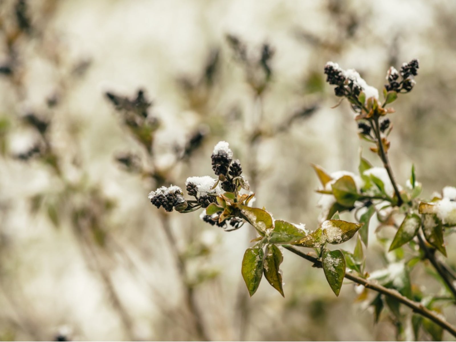 Lilac Bush Care Guide: How to Plant and Grow for Lilac Bush