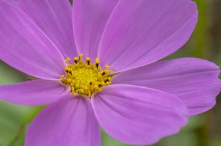 A close up shot of cosmos