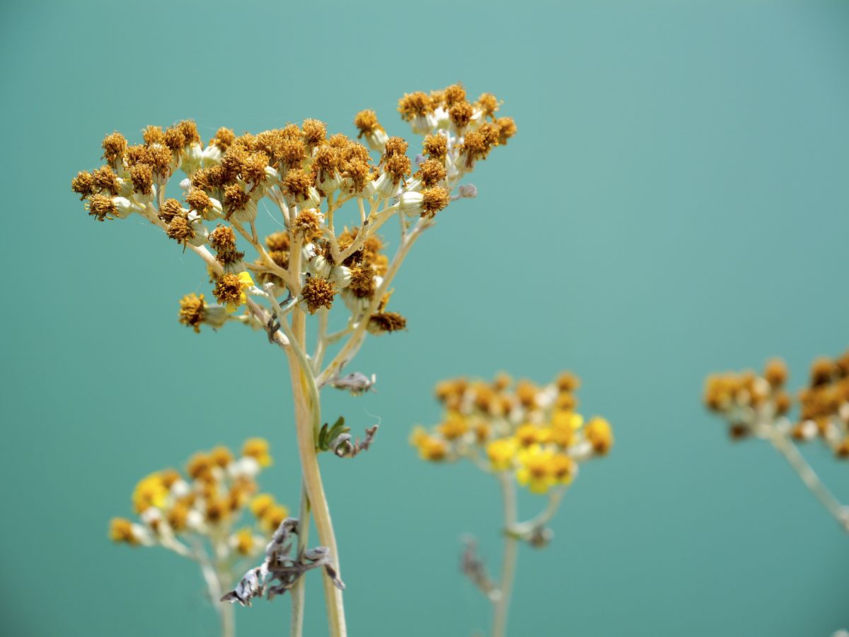 Panasonic Lumix GH7 sample images closeup of a weed with turquoise background