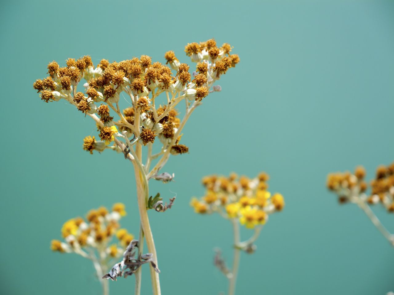 Panasonic Lumix GH7 sample images closeup of a weed with turquoise background