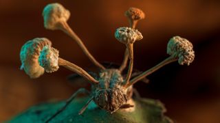 Stalks of "zombie fungus" burst through a dead fly's body in the Peruvian Amazon.