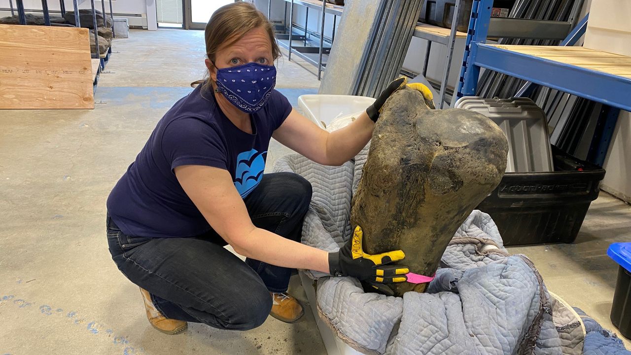 A giant humerus bone from one of the mammoths is shown here.