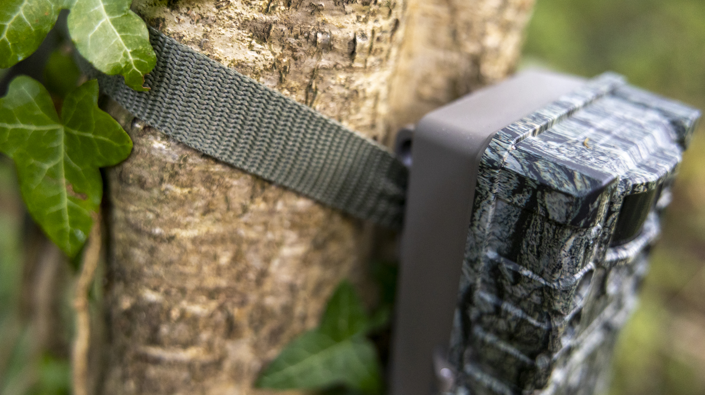 The Bushnell Core S-4K No Glow trail camera mounted on a woodland tree