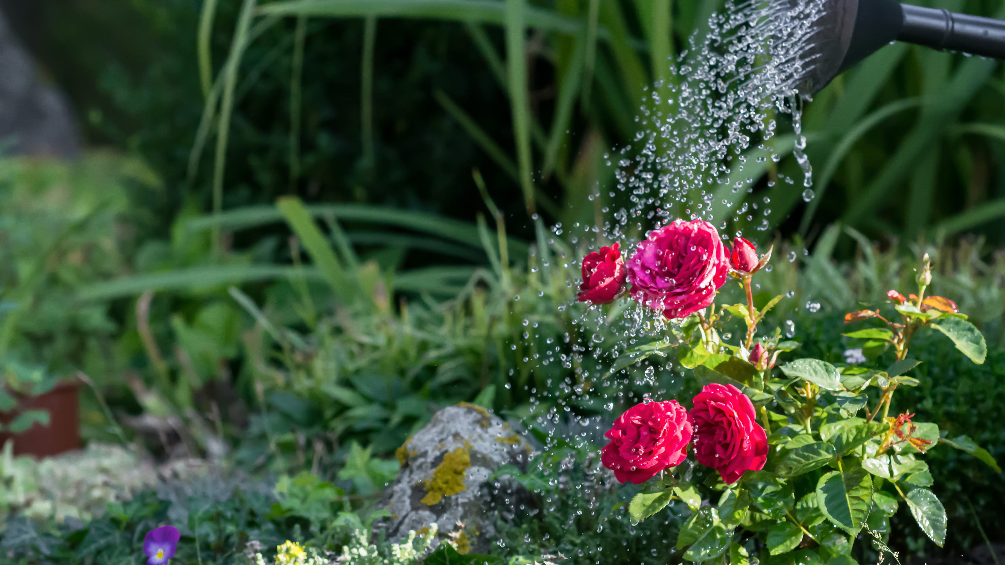 water roses in hot weather red roses being watering by a watering can in a garden