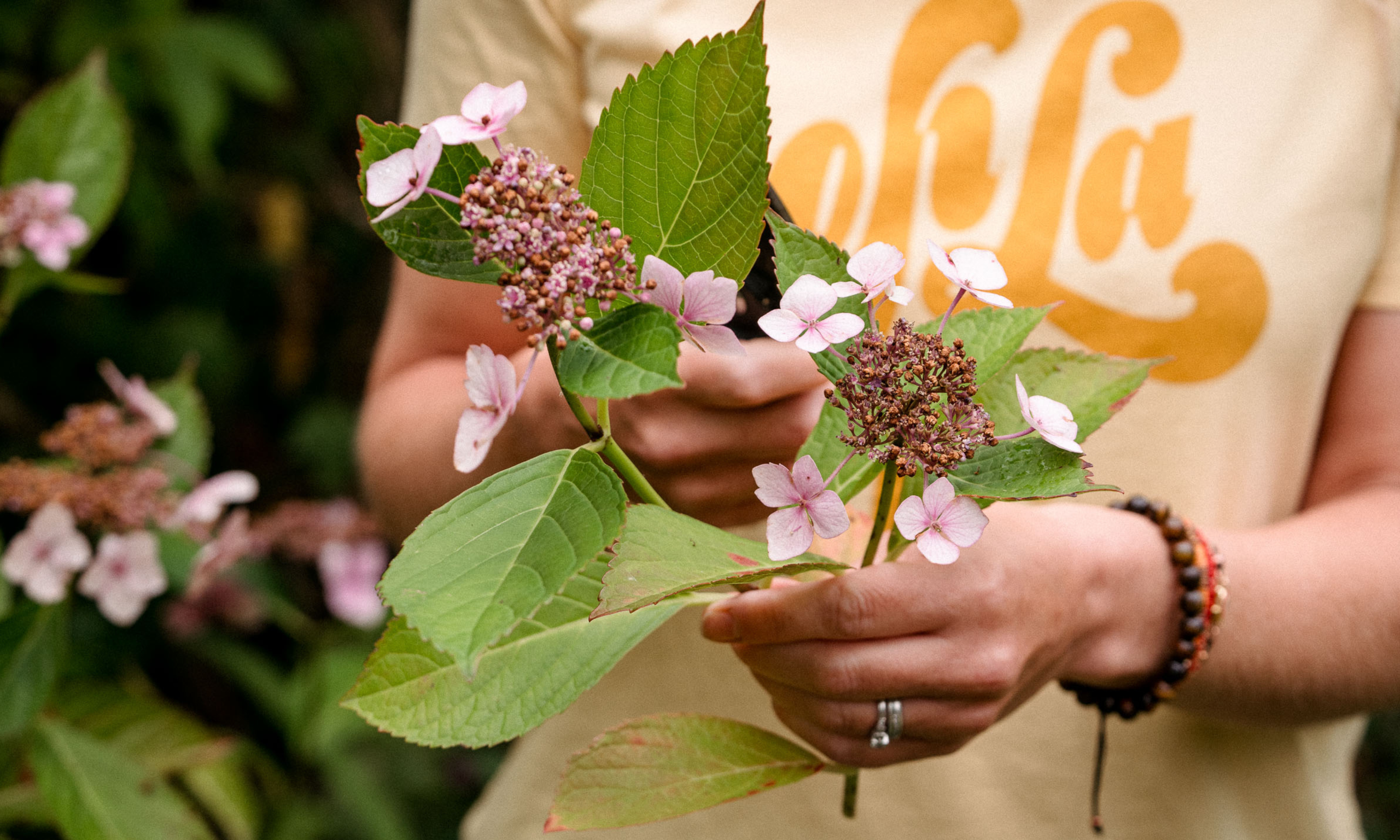 Hands holding Lacecap hydrangea stem cuttings