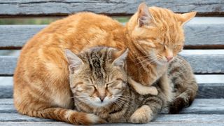 Two cats sleeping on wooden bench