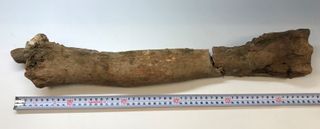 The 20-inch-long (50 centimeters) radioulna bone from the extinct camel species Camelops hesternus.