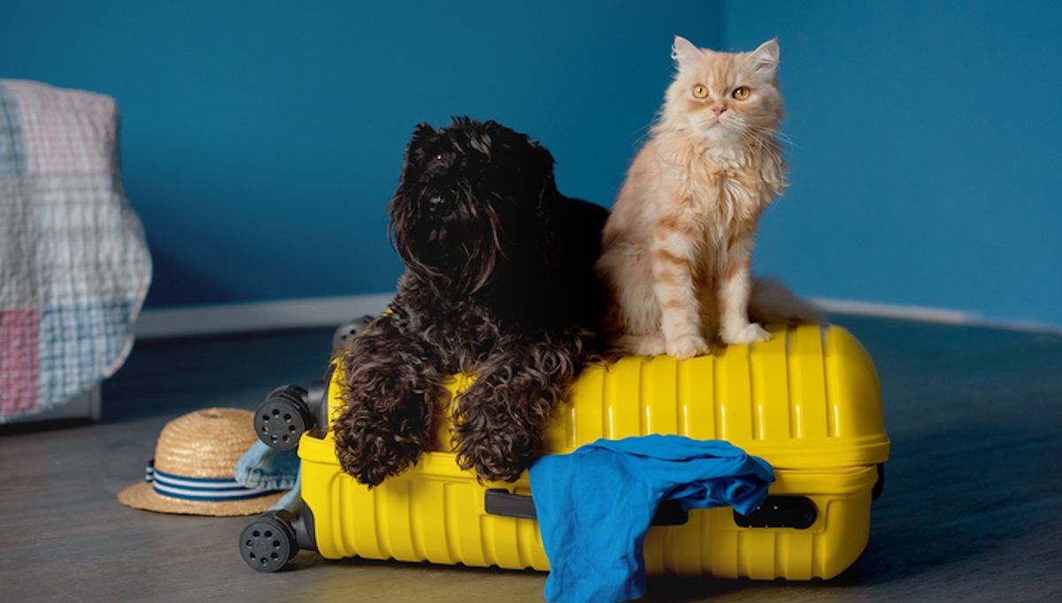 Dog and cat on suitcase